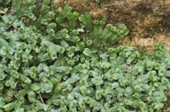 光萼苔属代表植物：光萼苔是一种什么植物?光萼苔苔藓生命力强么