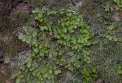 苔藓植物常见品种片叶苔，片叶苔苔藓植物的主要特征是什么
