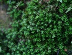 苔藓植物常见品种塔叶苔，塔叶苔苔藓植物的一般特征有什么