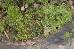 苔藓植物常见品种脚苔，脚苔苔藓植物的主要特征可以吃吗