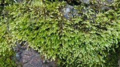 泥炭藓是什么植物？泥炭藓图片泥炭藓的用途有什么作用