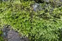 泥炭藓是什么植物？泥炭藓图片泥炭藓的用途有什么作用