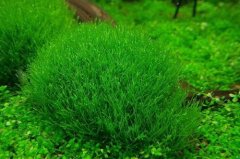 苔藓植物常见品种叉钱苔，叉钱苔苔藓植物的主要特征是什么