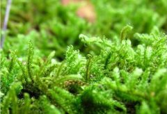 苔藓植物常见品种细湿藓，细湿藓苔藓植物的主要特征的图片