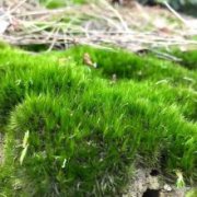 苔藓植物常见品种镰刀藓，镰刀藓用途镰刀藓可以晒太阳吗