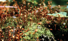 苔藓植物常见品种红叶藓，红叶苔藓植物的主要特征是什么