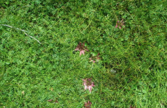 苔藓植物常见品种拟尖叶泥炭藓，拟尖叶泥炭苔藓的主要特征有哪些