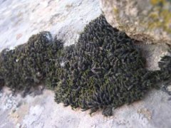 常见苔藓种类高山真藓，高山真藓是丛生真藓苔藓植物的主要特征