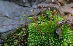 常见苔藓种类卵叶真藓，卵叶真藓苔藓植物的主要特征是什么?