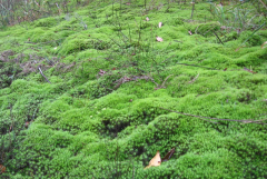 常见苔藓植物曲尾藓，曲尾藓丛生真藓怎么养苔藓植物主要特征