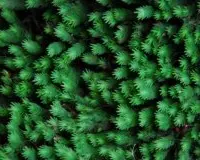 常见苔藓种类凤尾藓，凤尾藓可以水下养吗凤尾藓怎么转水
