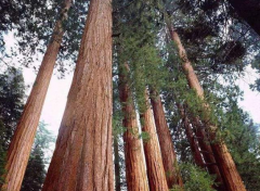 海岸红杉生长地形,原生海岸红杉图片海岸红杉最大直径多少