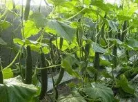 黄瓜种植技术：露地黄瓜的栽培技术，黄瓜种植时间和方法