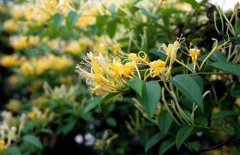 金银花种植盆栽：金银花种植技术与管理，金银花种植多久开花