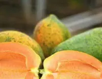 无籽木瓜种植技术是怎么回事？无籽木瓜是转基因的吗