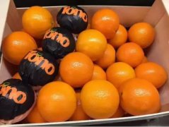 西班牙首批IGP原产地认证橙子即日登陆上海