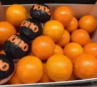 西班牙首批IGP原产地认证橙子即日登陆上海