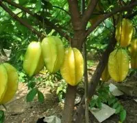 种植杨桃需要几年，杨桃种植技术与管理方法种植几年生果
