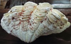 有一种贝类叫做砗磲，是蛤属的大型贝类砗磲蛤有什么样的作用