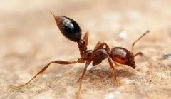 红火蚁防治方法要怎么做？红火蚁扩散大的原因有哪一些