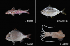 台湾彰化海域生物多样性高，对于渔业将进行海藻船研究促转型
