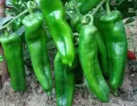 辣椒种植时间是在什么时候？辣椒生长周期多少天多久结果