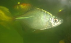 芳香烃有毒吗对鱼会有什么影响？芳香烃污染的鱼还可以吃吗
