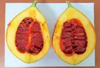 台湾木虌子果实富含茄红素的奇特植物，木虌子怎么繁殖