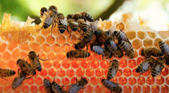 龙眼和荔枝开花少对蜂蜜产量的影响，暖冬效应使蜂蜜产量下降