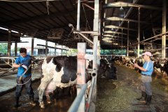 乳牛经济发展前景好，乳牛泌乳量增加是为什么病牛产生乳处理