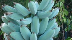 蓝爪哇香蕉是什么？有蓝色香蕉吗蓝香蕉真实图片味道是怎么样的