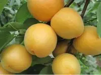 杏子结痂是由什么引起的？如何阻止杏子结痂防治方法