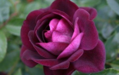 落基山区冰山玫瑰历史介绍，冰山玫瑰有多少种有哪些颜色