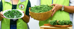 菜豆新品种台中6号矮性菜豆，菜豆产量高外销日本潜力大