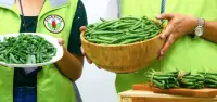 菜豆新品种台中6号矮性菜豆，菜豆产量高外销日本潜力大