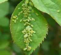 蚜虫主要的寄主植物有哪一些？蚜虫对植物的损害症状预防问题