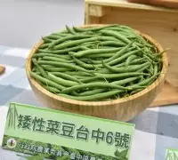 外销蔬果的潜力股，台湾矮性菜豆台中6号于高屏区试种