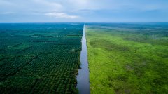 为了牛肉和棕榈油等经济商品，2018年流失360万公顷原始森林