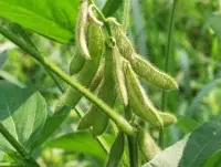 大豆绿肥新品种台南四号的优点，台南四号栽培方式及应注意事项