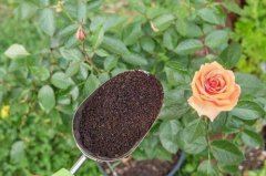 煮过的咖啡渣的用途作堆肥养花，咖啡渣的用途广用途介绍