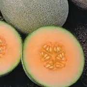 哈密瓜品种Ambrosia豚草甜瓜介绍，豚草甜瓜营养价值应用