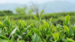 深入台湾茶产业浓缩茶历史制茶桌游，带你一窥百年茶文化