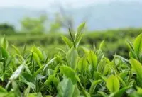 深入台湾茶产业浓缩茶历史制茶桌游，带你一窥百年茶文化