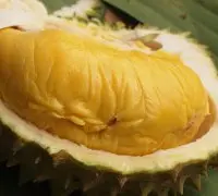马来西亚最好的榴莲品种猫山王介绍，猫山王榴莲味道怎么样
