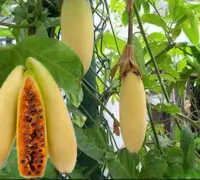 香蕉百香果来源于哪里？香蕉百香果特点描述生长环境怎么样
