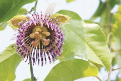 台湾新品种金蜜百香果介绍，金蜜百香果种植开花结果时间短