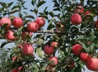 新西兰苹果品种清风苹果介绍，清风品种苹果口感特点种植条件
