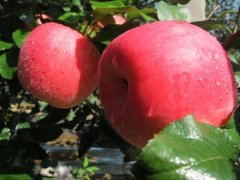 美国蜜脆苹果品种介绍，蜜脆苹果口感怎么样是不是杂交品种