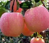 粉红佳人苹果特点产地介绍，粉红佳人苹果香槟味道种植收获时间