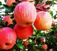 新品种苹果苗佳蜜苹果，佳蜜苹果产于哪里有哪些营养价值